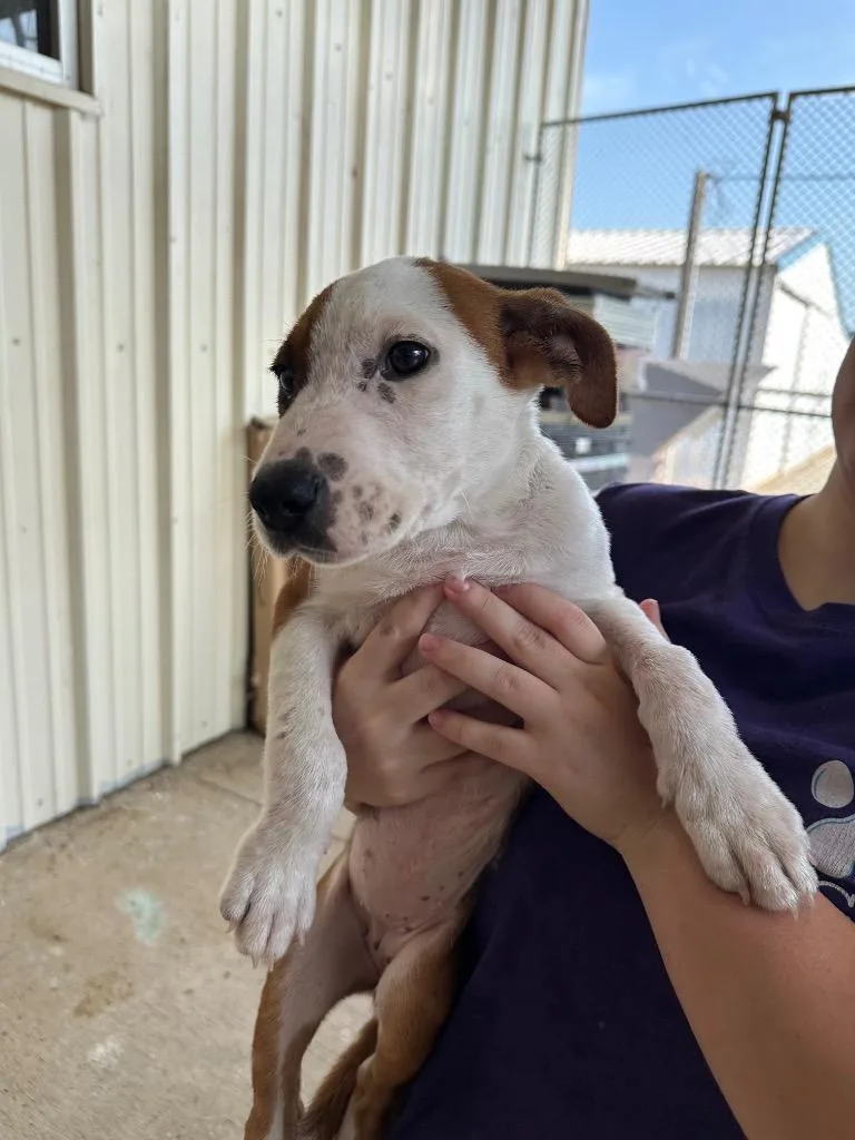 A baby small-sized female Mixed Breed dog named Jackie for adoption in Bossier City, LA