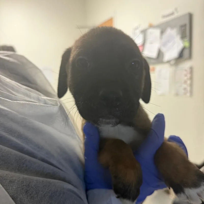 A baby small-sized male Brown / Chocolate Mixed Breed dog named Buck for adoption in Charleston, WV