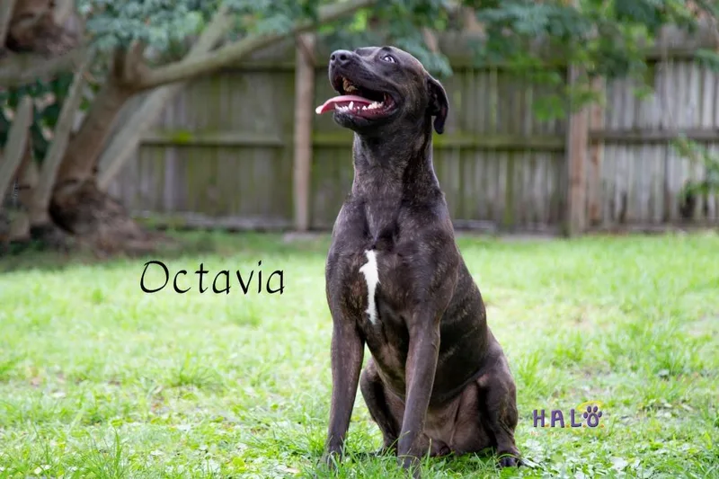 Octavia thumbnail 6