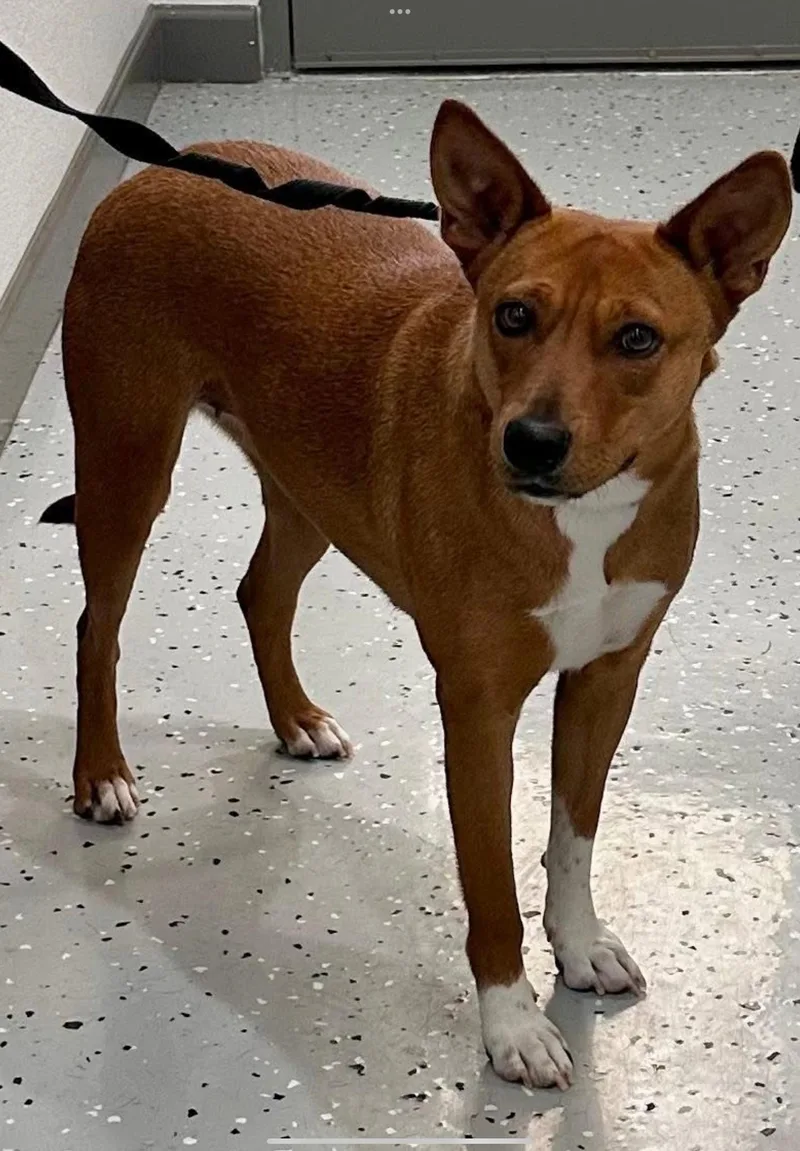 A young medium-sized female Yellow / Tan / Blond / Fawn Basenji dog named Honey for adoption in Sherman, TX