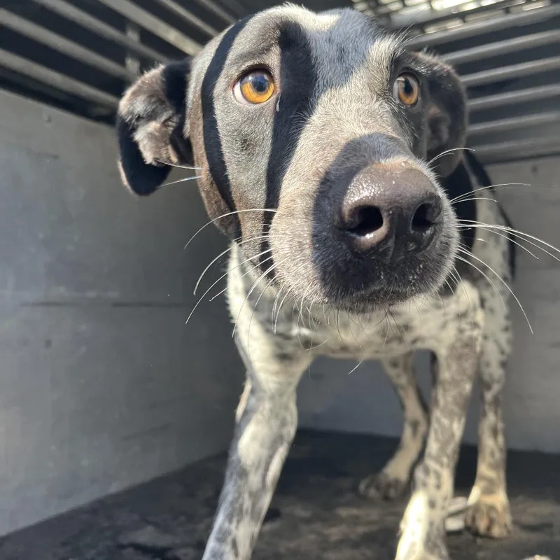 An adult medium-sized male Black Australian Cattle Dog / Blue Heeler dog named Mordecai for adoption in Edinburg, TX