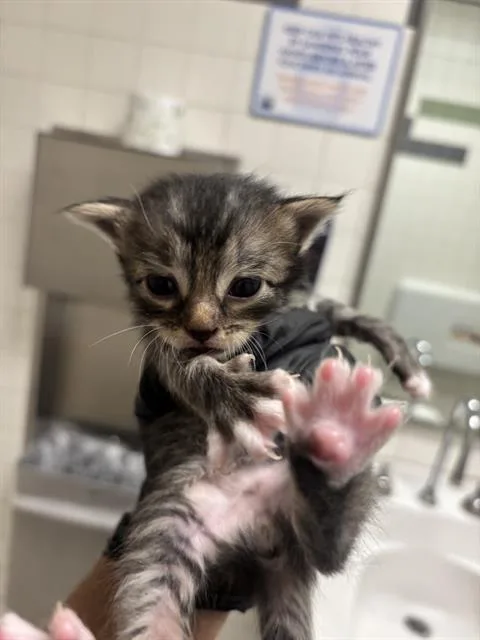 A baby medium-sized female Domestic Short Hair cat named Hannah for adoption in Dallas, TX