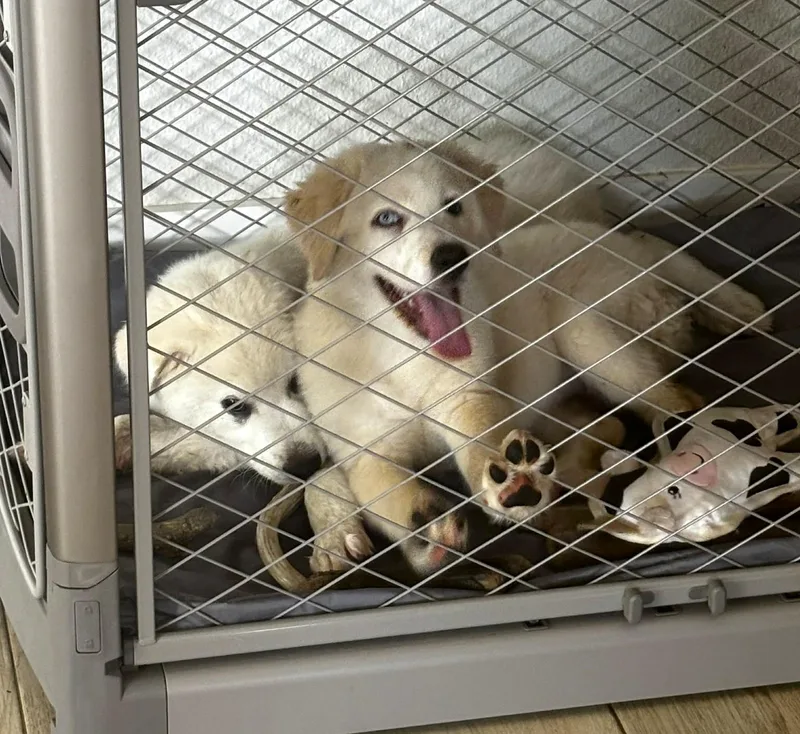 A baby large-sized female Great Pyrenees dog named Aubrey SAT for adoption in Quinlan, TX