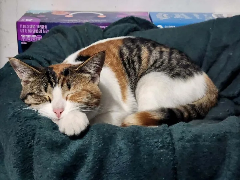 A baby small-sized female Orange & White Domestic Short Hair cat named Lunchbox for adoption in Muskegon, MI