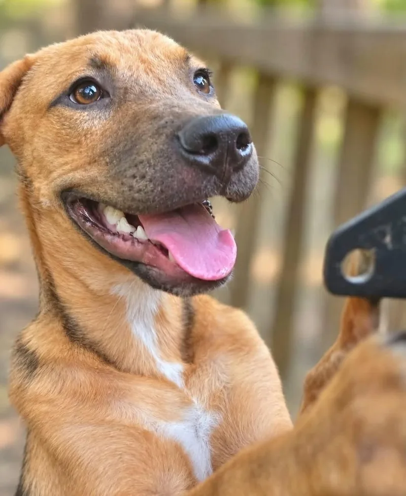 A baby medium-sized male German Shepherd Dog named Eight Track Nate for adoption in Manchester, CT