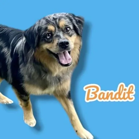 An adult medium-sized male Black Australian Shepherd dog named Bandit for adoption in Scottsdale, AZ