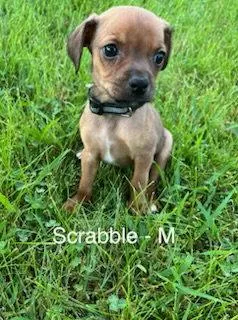 A baby medium-sized male Terrier dog named Scrabble for adoption in Hillside, IL