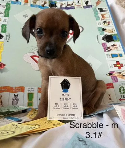 Scrabble thumbnail 3