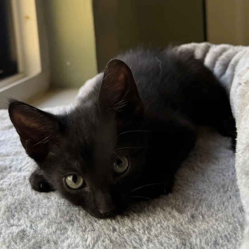 A baby small-sized female Black Domestic Short Hair cat named Nova Black for adoption in Morrison, CO
