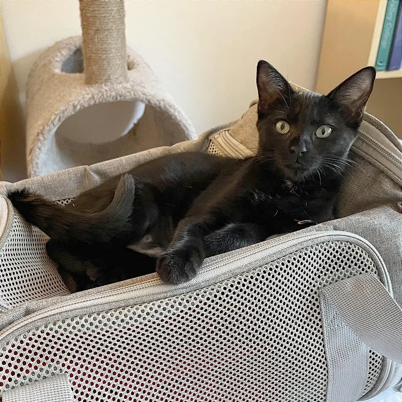 A baby small-sized female Black Domestic Short Hair cat named Sabrina for adoption in Pleasant Hill, CA