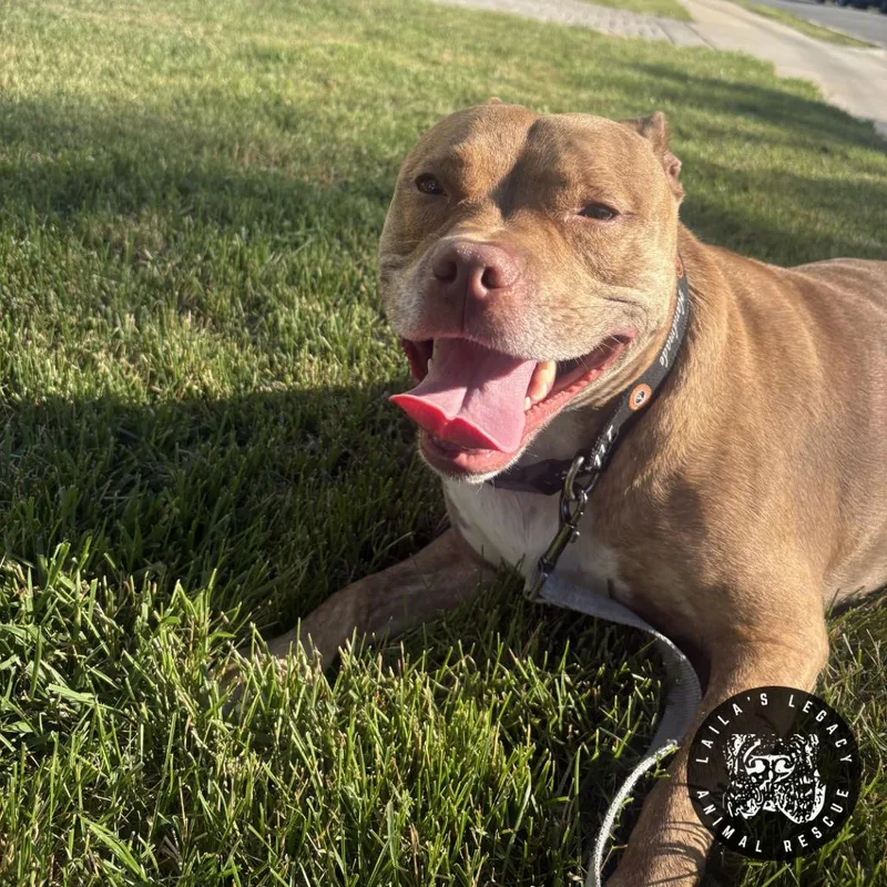 An adult medium-sized female Brindle Terrier dog named Bay for adoption in Washington, DC