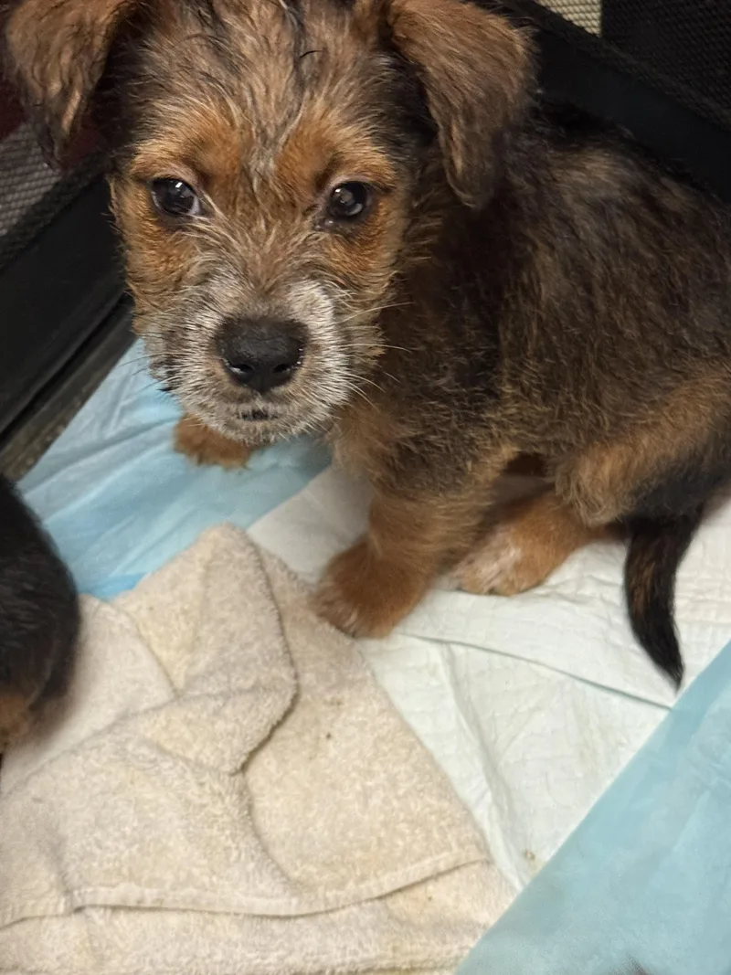 A baby small-sized female Tricolor (Brown, Black, & White) Terrier dog named Belah for adoption in Fresno, CA