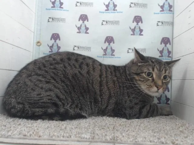 An adult small-sized male Domestic Short Hair cat named Levi for adoption in Orlando, FL