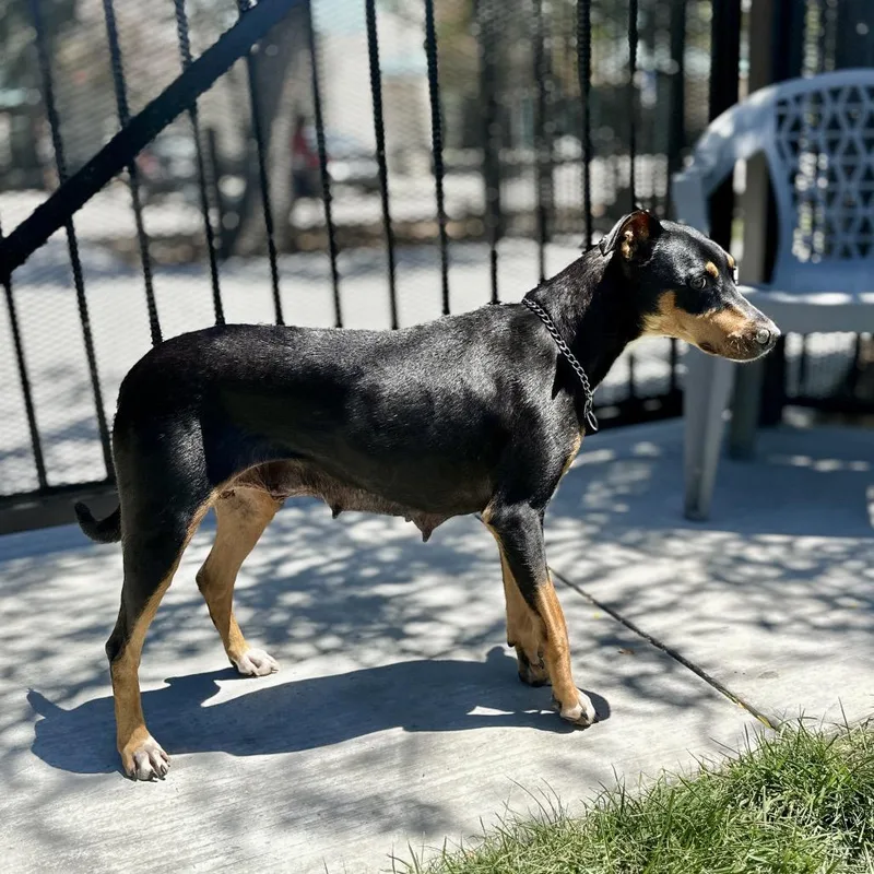 An adult medium-sized female Black Doberman Pinscher dog named Glory ECAS for adoption in Pleasanton, CA