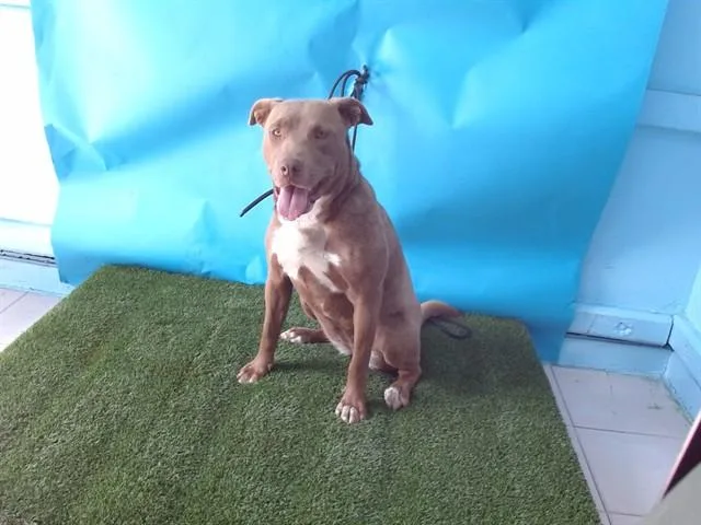 A young medium-sized female Pit Bull Terrier dog named Dahlia for adoption in Gardena, CA