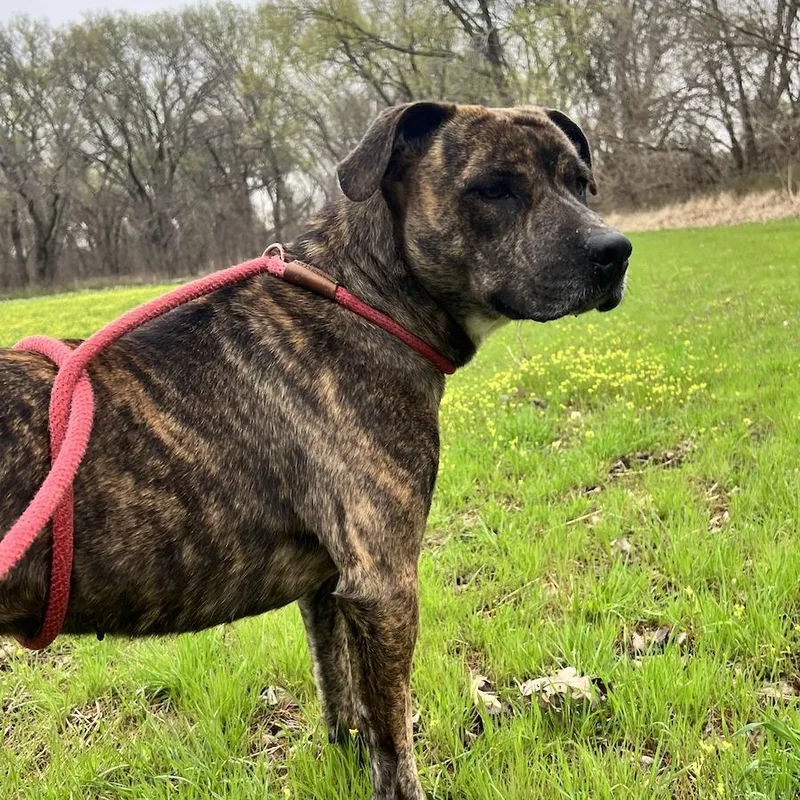 Francis! thumbnail 2