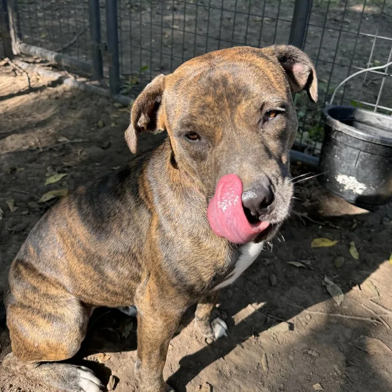 Francis! thumbnail 3