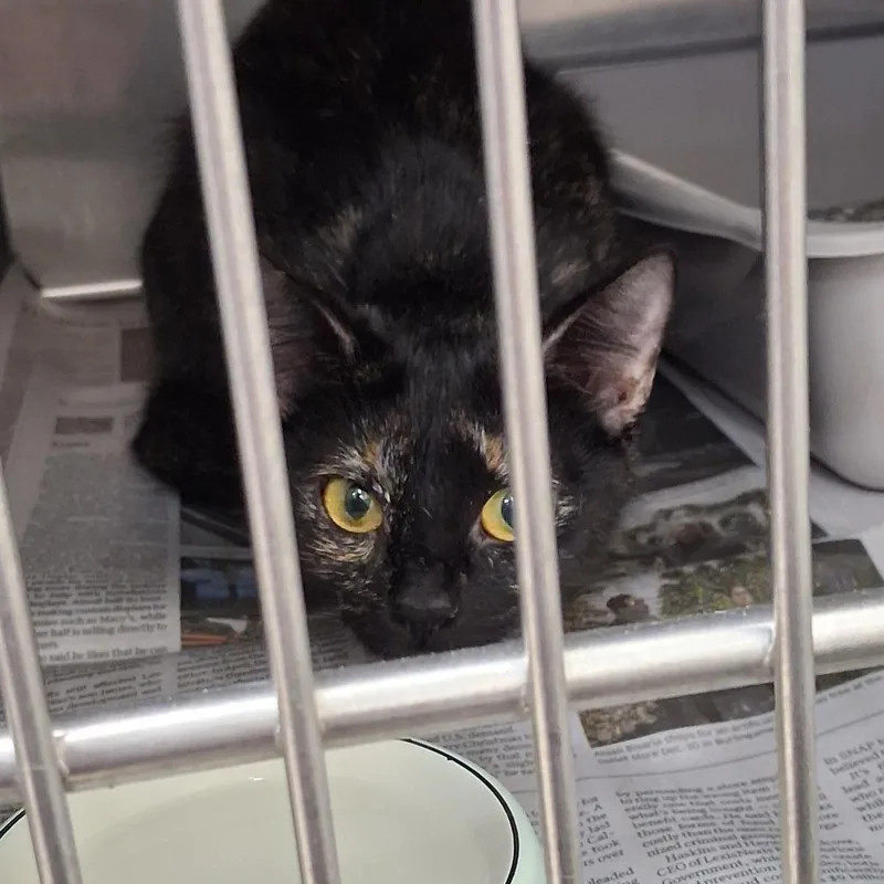 An adult medium-sized female Black Domestic Short Hair cat named Eden for adoption in Auburn, AL