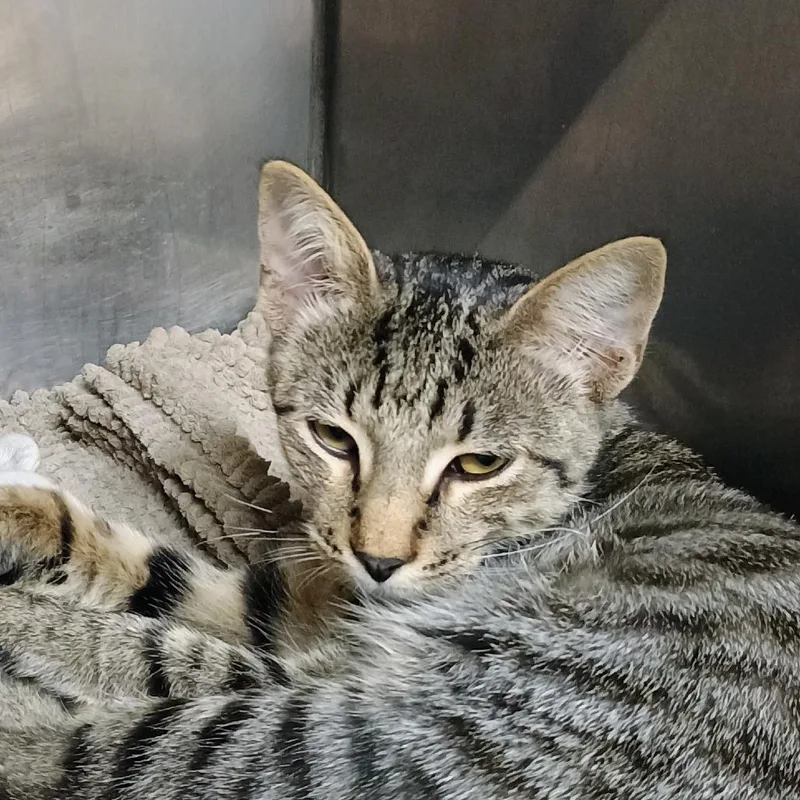 A baby small-sized male Gray / Blue / Silver Domestic Short Hair cat named Meow Meow for adoption in Palestine, TX