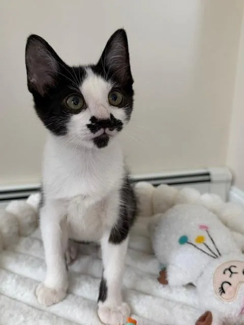 A baby medium-sized male Black & White / Tuxedo Domestic Short Hair cat named Quest for adoption in Wayne, NJ