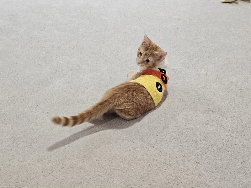 A young medium-sized female Orange / Red Domestic Short Hair cat named Brandy for adoption in Sicklerville , NJ