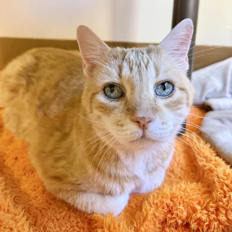 A senior large-sized male Orange / Red Domestic Short Hair cat named Kelly for adoption in Agoura Hills, CA