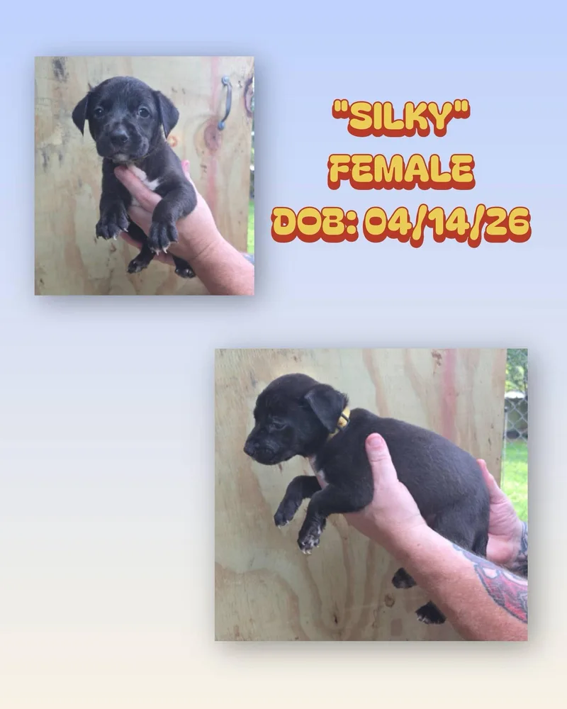 A baby medium-sized female Black Catahoula Leopard Dog dog named Silky for adoption in Baker, LA