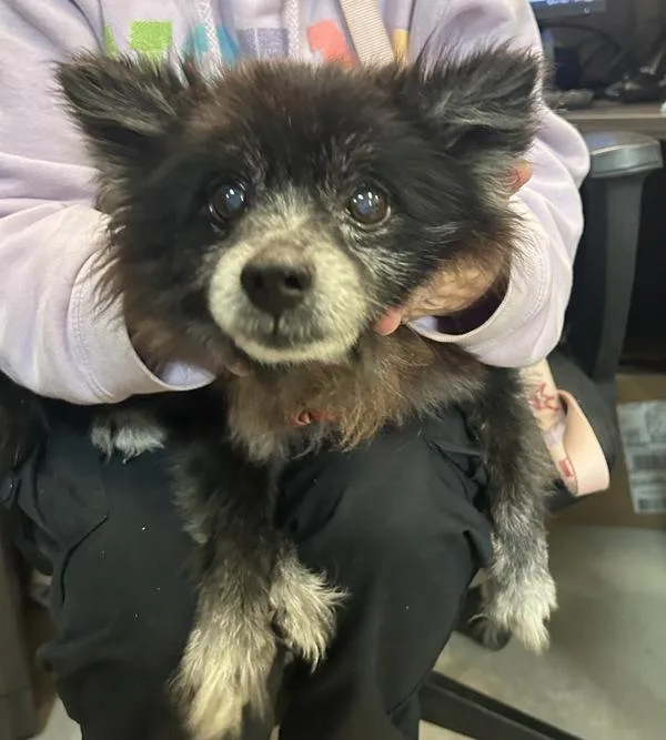 A senior small-sized male Pomeranian dog named Little Bear for adoption in Mobile, AL