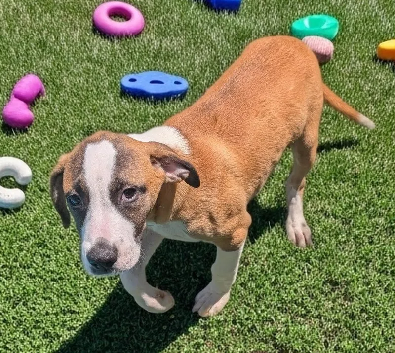 A baby medium-sized male Black Mouth Cur dog named Vespermo Puppy! for adoption in Fort Myers, FL