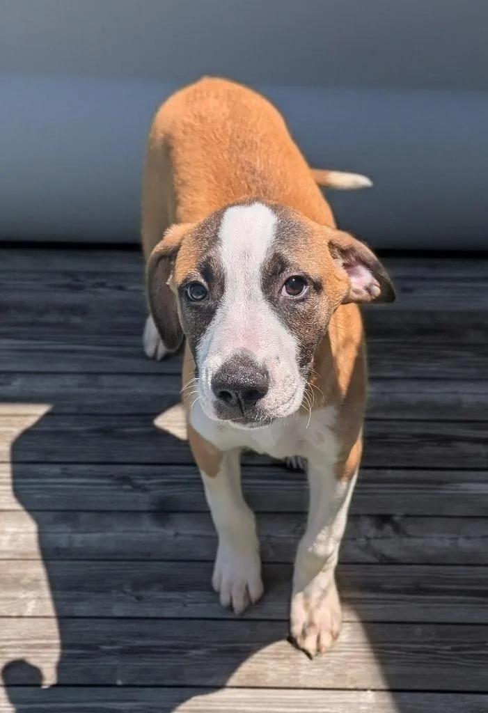 Vespermo Puppy! thumbnail 2