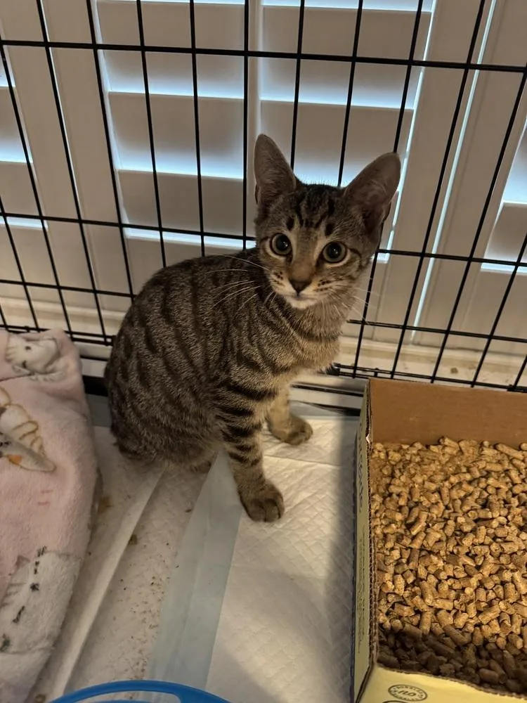 A baby medium-sized male Brown / Chocolate American Shorthair cat named Jimothy for adoption in Emerald Isle, NC
