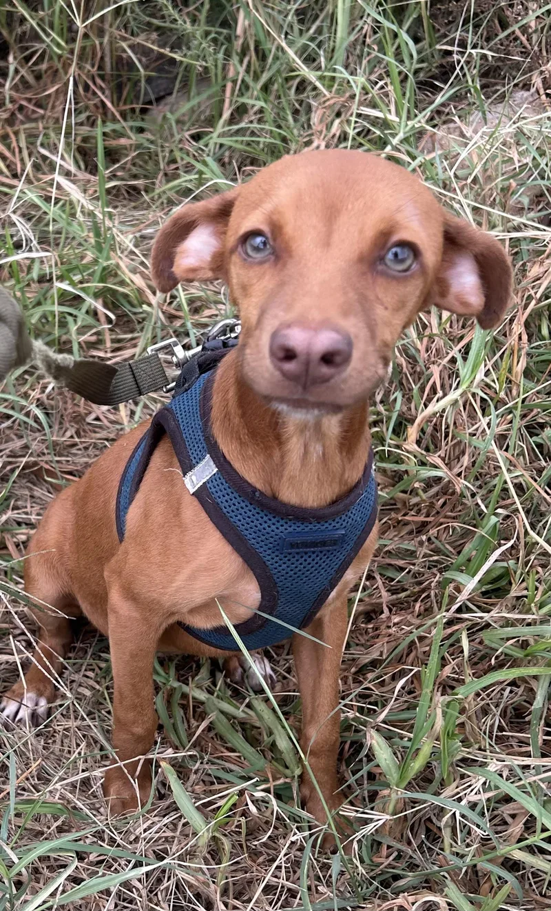 A young small-sized male Chiweenie dog named Zoe for adoption in Bell Gardens, CA