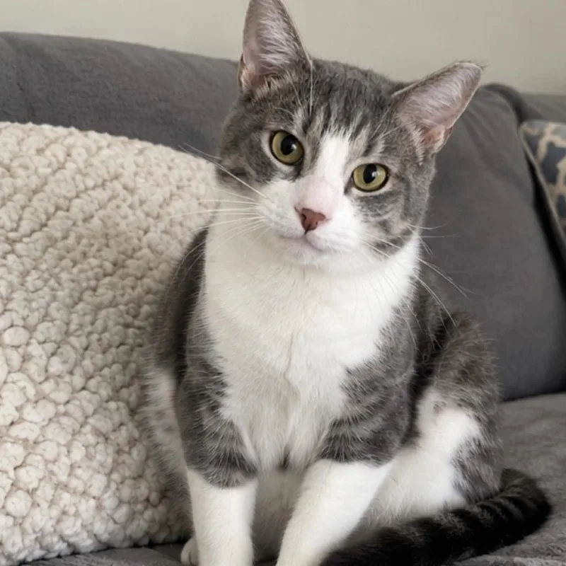 A young medium-sized male Gray / Blue / Silver Domestic Short Hair cat named Liam for adoption in Boston, MA