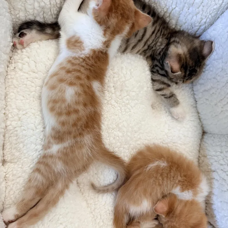 A baby small-sized female Torbie Domestic Short Hair cat named Luna for adoption in Tustin, CA