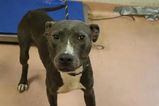 An adult medium-sized male Mixed Breed dog named Logan for adoption in Columbia, SC