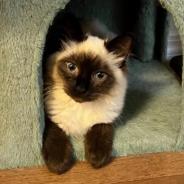 A baby medium-sized male Seal Point Siamese cat named Merv for adoption in Cathlamet, WA