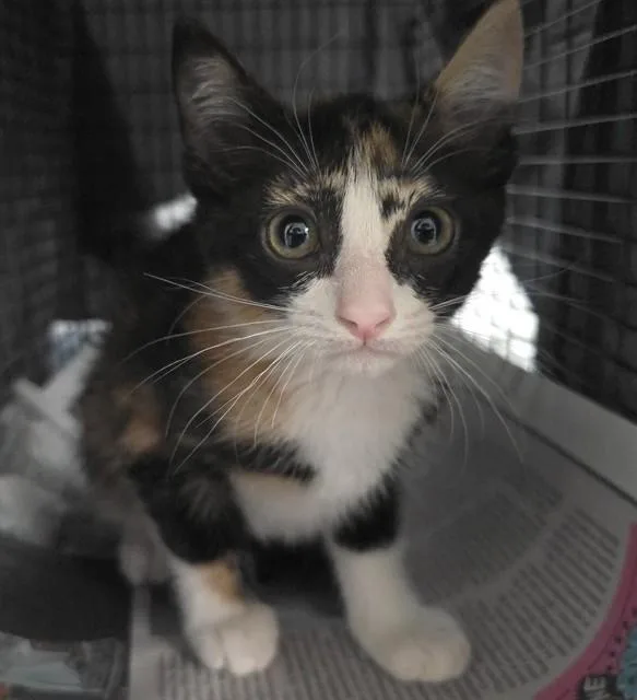 A baby small-sized female Domestic Short Hair cat named Libby for adoption in Fort Lauderdale, FL