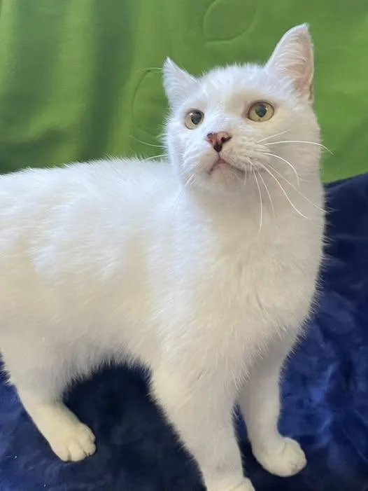 An adult medium-sized male American Shorthair cat named Triton for adoption in North Billerica, MA