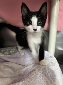 A baby small-sized female Domestic Short Hair cat named Strawberry for adoption in Scotia, NY