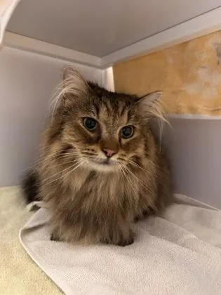 Snicklefritz