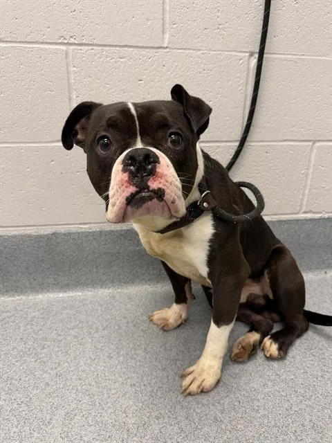 An adult medium-sized male Boxer dog named Cash for adoption in Indianapolis, IN