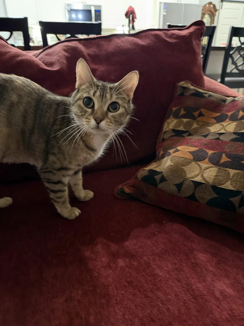 A young medium-sized female Domestic Short Hair cat named Crockpot for adoption in Camden, SC