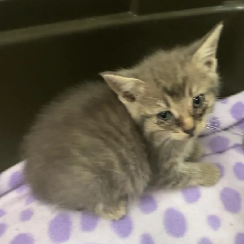 A baby small-sized male Gray / Blue / Silver Domestic Short Hair cat named Bubbles for adoption in Manhattan, KS