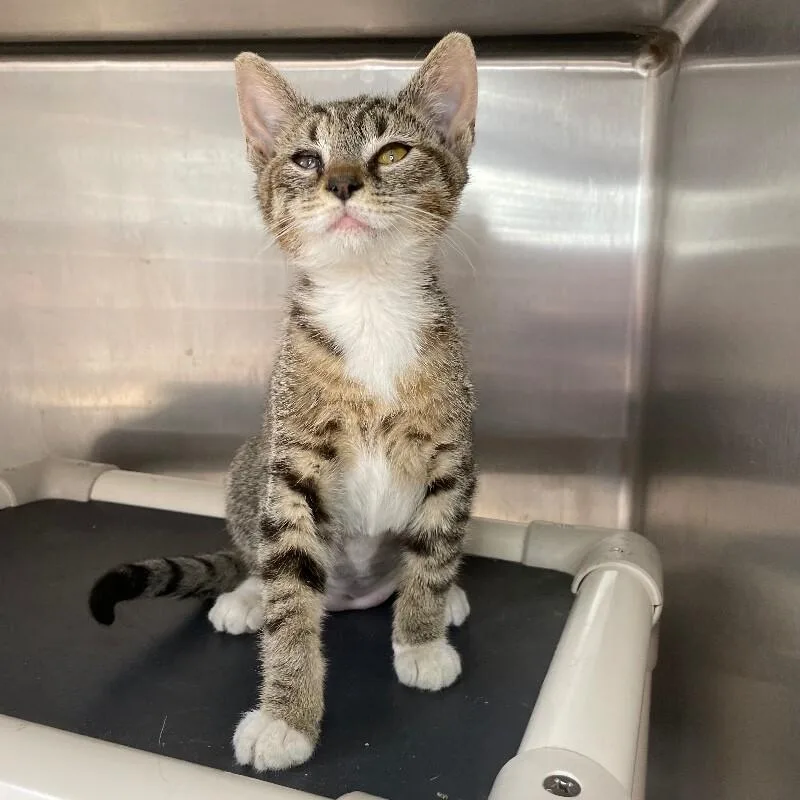 A young medium-sized female Domestic Short Hair cat named Mittens for adoption in Roanoke, VA