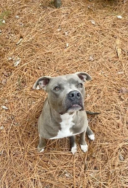 An adult large-sized male Pit Bull Terrier dog named Rylo for adoption in Charlotte, NC