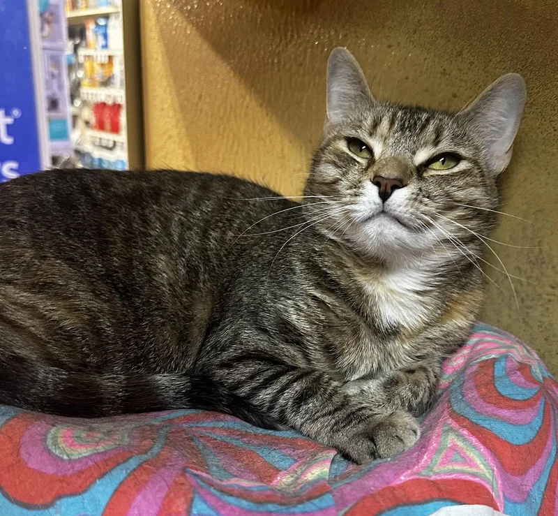 An adult small-sized female Domestic Short Hair cat named Violet for adoption in Social Circle, GA