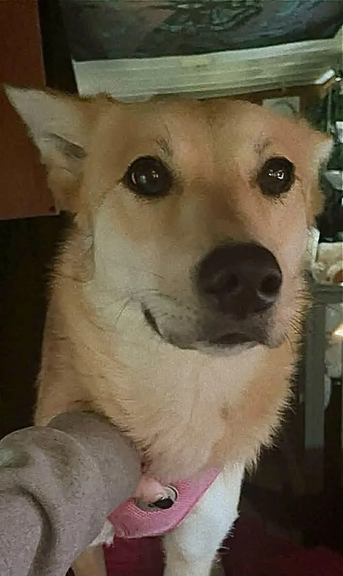 An adult medium-sized female Yellow / Tan / Blond / Fawn Mixed Breed dog named Bailey for adoption in Arlee, MT