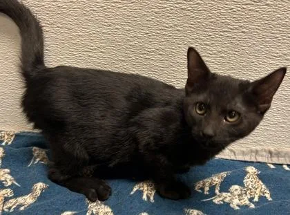 A young small-sized female Domestic Short Hair cat named Echo for adoption in Phoenix, AZ