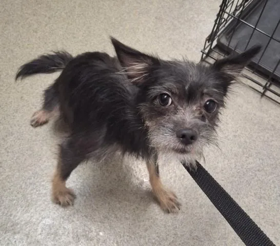 A young small-sized female Terrier dog named Leona for adoption in San Bernardino, CA