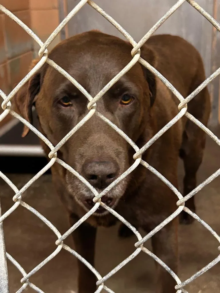 An adult extra large-sized male Chocolate Labrador Retriever dog named Winston for adoption in Gautier, MS